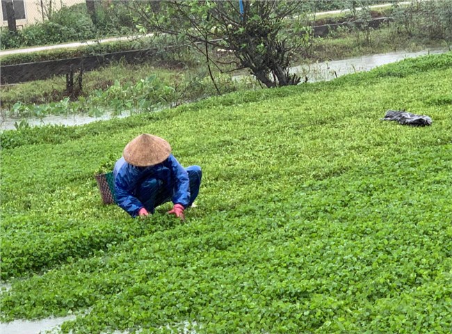 Thừa Thiên Huế: Nông dân trắng tay sau đợt mưa lớn bất thường (02/4/2022)